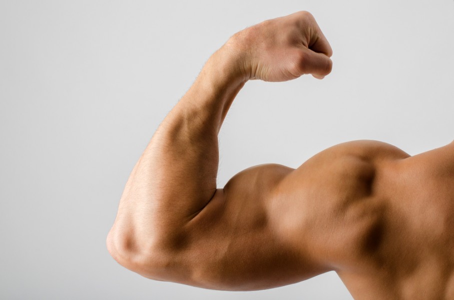 Quels exercices pour travailler les muscles du bras ?